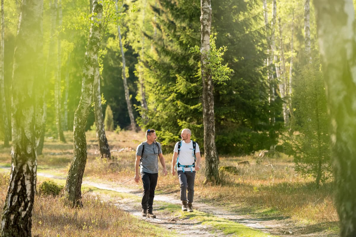 Die Lüneburger Heide im Sommer erleben