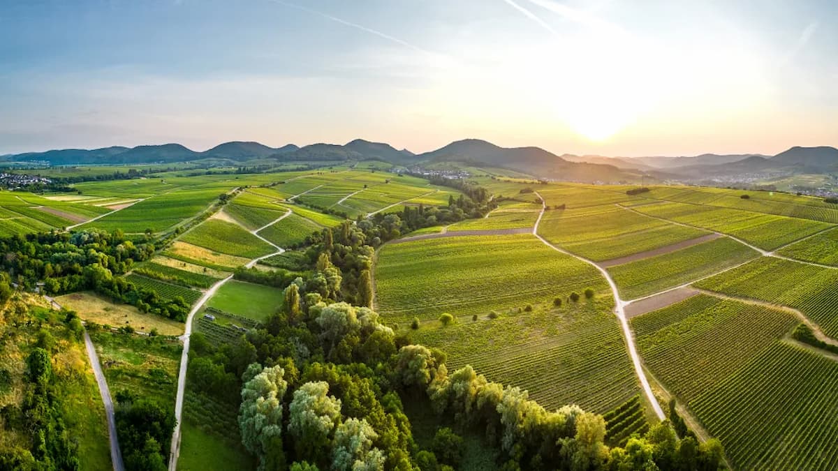 Sommer im Weinanbaugebiet Pfalz